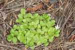 Innocence <BR>Roundleaf bluet